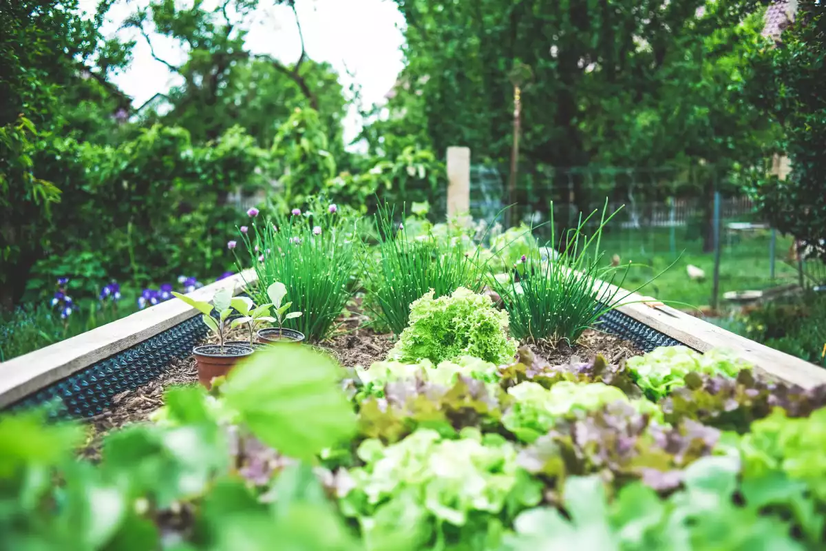 Discovering The Joys Of Gardening ~ Tips For Beginners